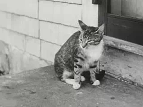 tabby cat grooming itself while sitting on a porch, rural house background