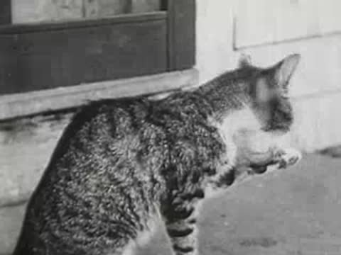 cat sitting on a wooden porch, licking its paw, countryside setting
