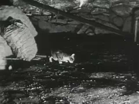 kitten walking across a dark dirt floor inside a cellar or barn