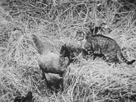tabby cat interacting with a chicken and chicks in a nest of straw