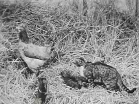 cat moving among chickens and chicks in a nest of dry straw