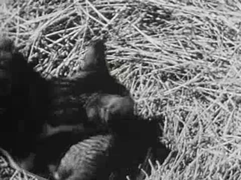 close-up of a cat among chicks in a nest of straw, farm setting