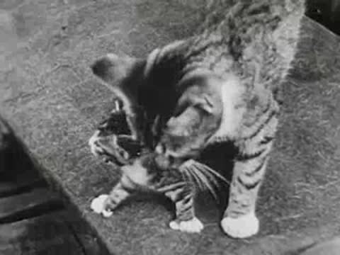 large tabby cat playing with a small kitten on a blanket outdoors