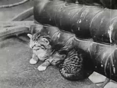 two small kittens resting together on a blanket near outdoor furniture