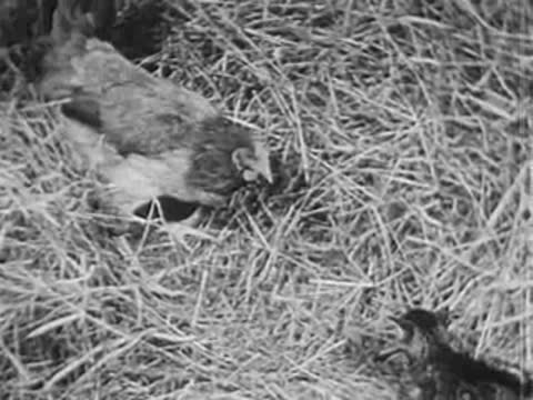 chicken pecking at the ground in a straw-filled farmyard or coop