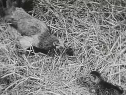 chicken searching for food in straw, small chick nearby on the ground