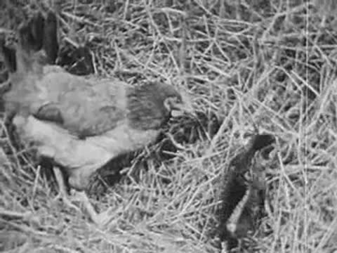 chicken walking through straw in a barnyard or coop, vintage footage