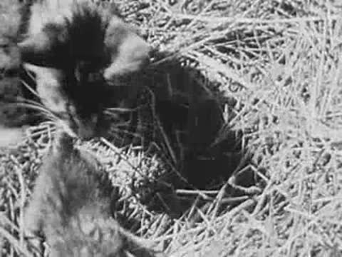 cat digging or scratching in a pile of straw in a barn