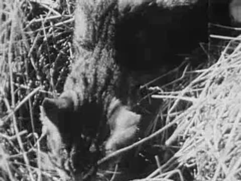 cat interacting with straw or prey in a nesting area, archival footage