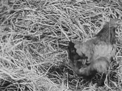 Hen brooding on nest in straw, rural setting, vintage footage