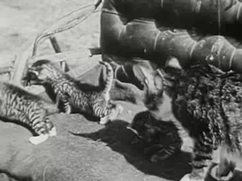 Kittens and mother cat in wooden cart with dark upholstery