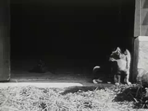 Kittens exploring around open barn door, vintage animal film