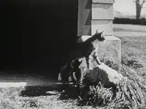 Kitten walking out of barn door near stone block