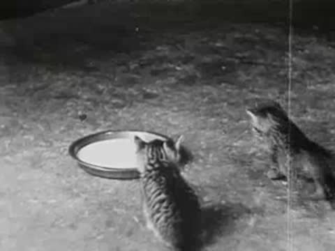 Kitten walking towards bowl of milk on ground, vintage clip