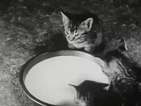 Multiple kittens crowding around large bowl of milk, vintage film
