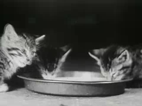 Kittens drinking milk together from bowl, archival footage