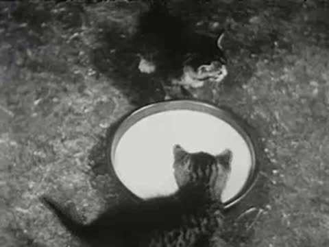 Kittens finishing milk from bowl and running off, vintage clip