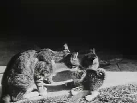 Mother cat greeting and licking kittens near barn entrance
