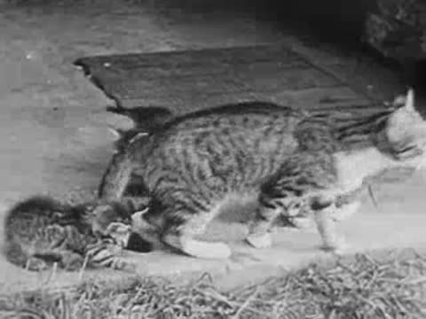 Mother cat walking with kittens near barn entrance, vintage film