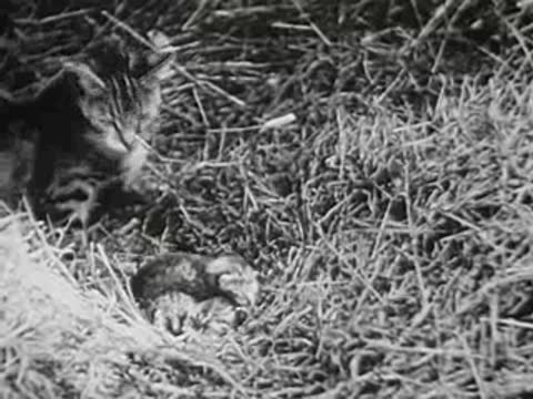Cat and small kittens nestled in the hay inside the barn.
