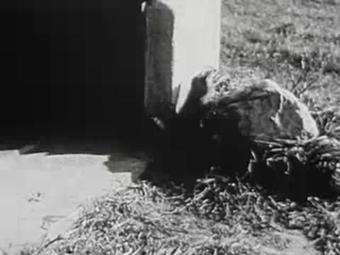 Nest of straw near stone wall, rural setting, archival clip