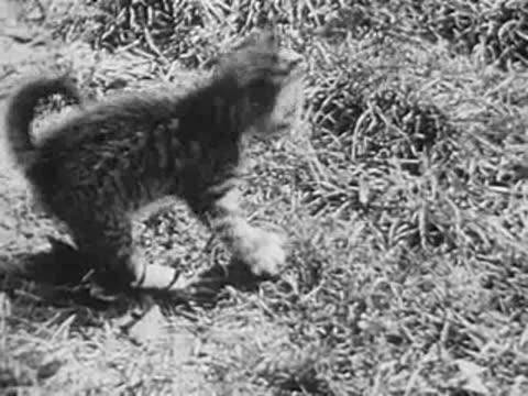 Kitten running through grass near barn, vintage animal documentary