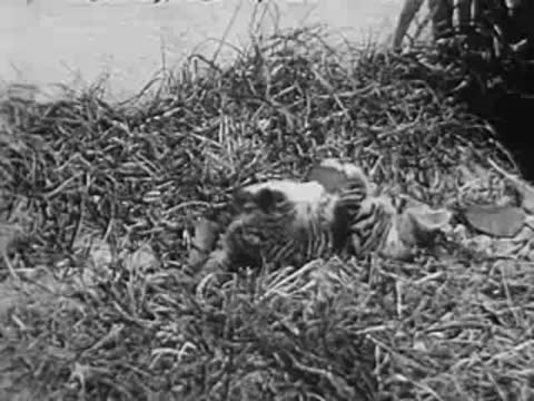 Kittens playing and wrestling in tall grass, archival footage