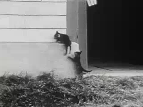 Kittens climbing against wooden wall near barn door