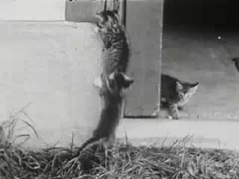 Kittens attempting to climb wooden wall, archival clip