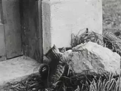Kitten climbing stone block near building corner, vintage film
