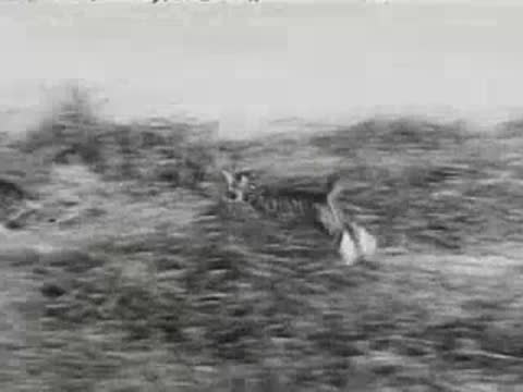 Kittens running fast across grassy field, vintage animal footage