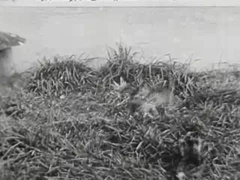 Kittens playing together in grassy field, vintage clip