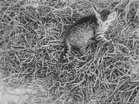 Kitten rolling and playing in tall grass, vintage film