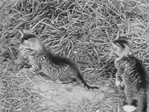 Two kittens playing and pouncing in grass, archival footage