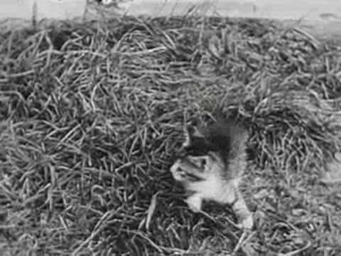 Kittens running and playing around grassy area, vintage clip