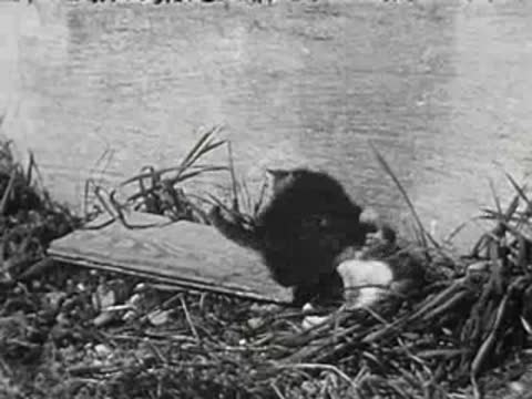 Kittens wrestling and playing on wooden board in grass