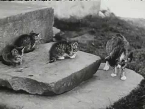 Three kittens play on a stone slab in a yard, black and white footage.