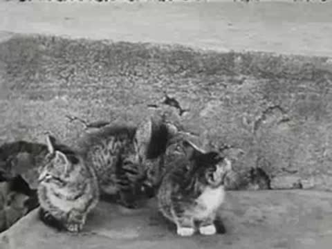 Three kittens sit together on a concrete porch, black and white footage.