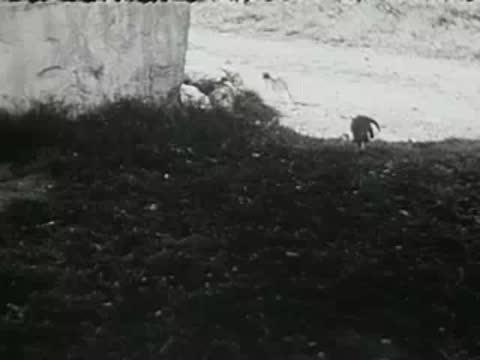 A small kitten walks through grass toward a tree, black and white.