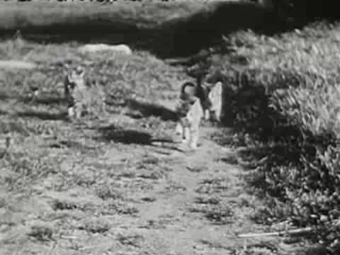 A kitten walks along a grassy path near trees, black and white.