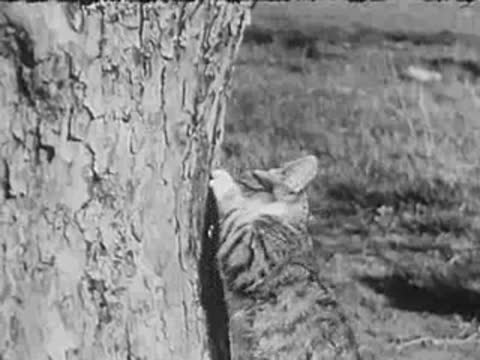 A kitten climbs up the trunk of a tree, black and white footage.