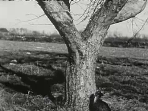 A kitten sits in the fork of a tree, black and white.