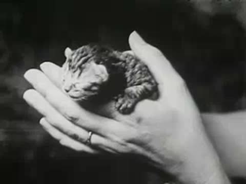 Close-up of a tiny newborn kitten held gently in someone's hand.