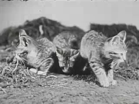 Three kittens play together on the ground by a tree, black and white.