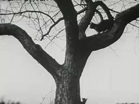A kitten sits high up in the branches of a tree, black and white.