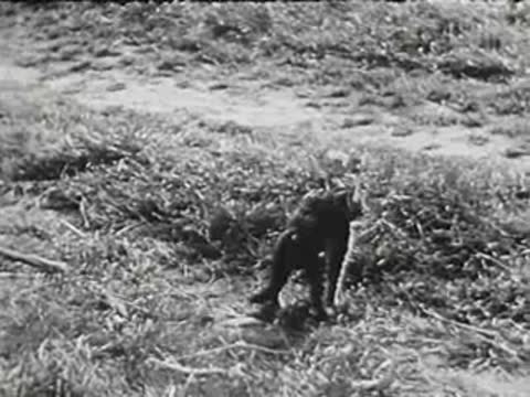 A large dog runs across a lawn toward the camera, black and white.