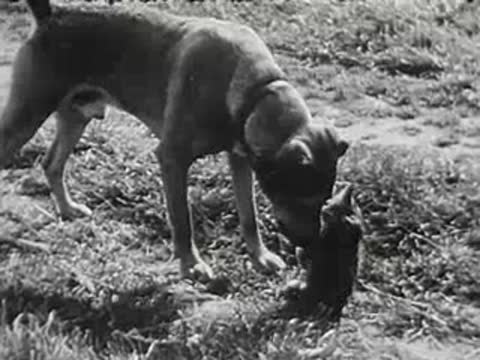 A large dog approaches a kitten in the grass, black and white film.
