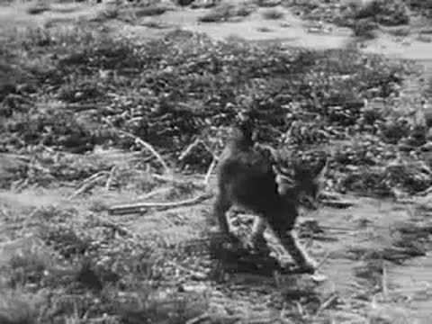 A kitten runs away across a grassy area, black and white footage.