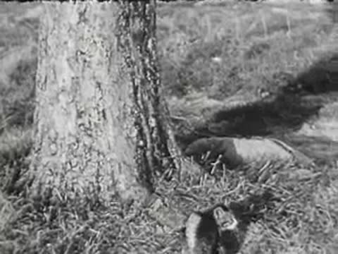 A large dog approaches kittens near a tree trunk, black and white.