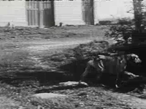 A dog walks across a grassy yard near a building, black and white.